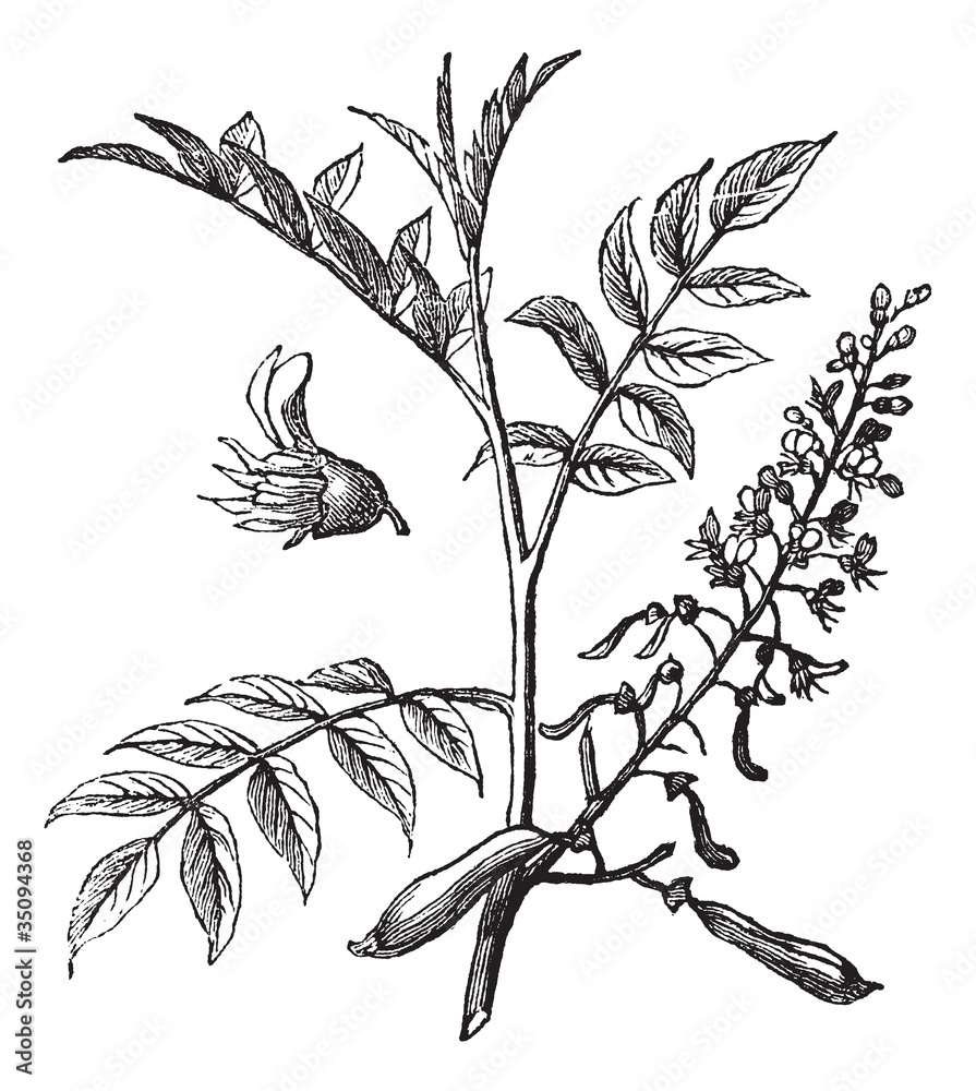 Peru Balsam or Myroxylon peruiferum, vintage engraved illustrati - obrazy, fototapety, plakaty 