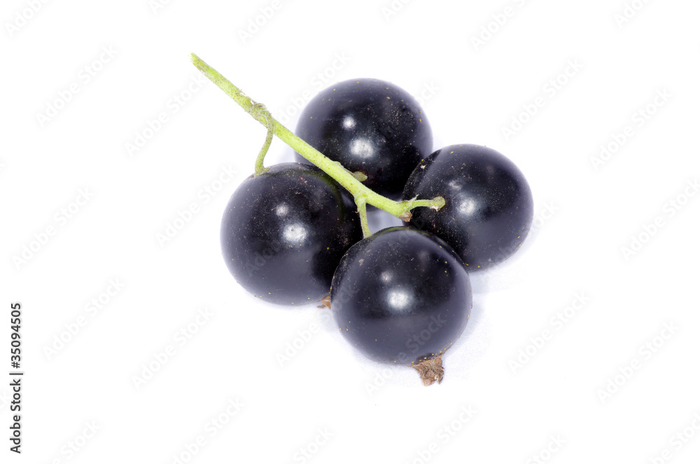 black currant