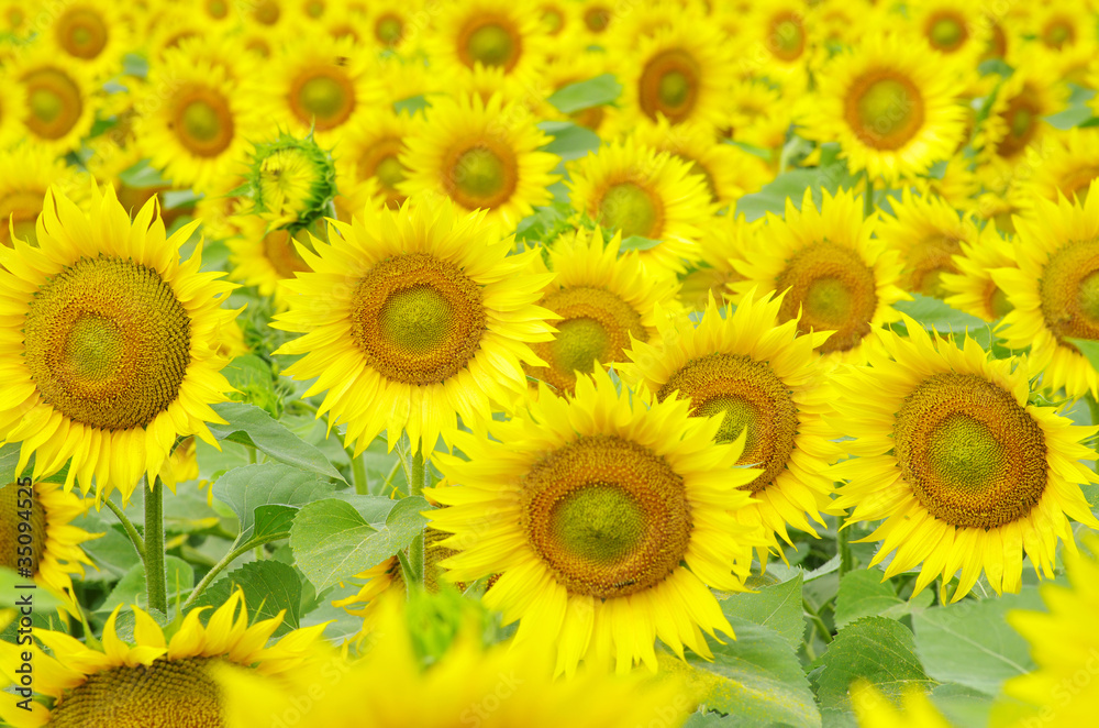 Obraz premium sunflowers