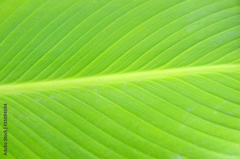 green leaf green leaf