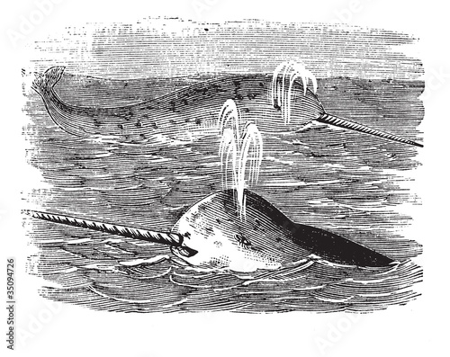 Narwhal or Monodon monoceros, vintage engraved illustration