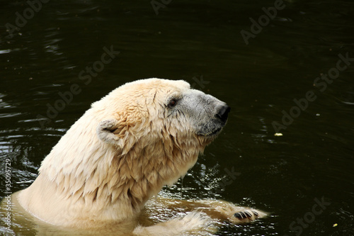 Eisbeer beim baden