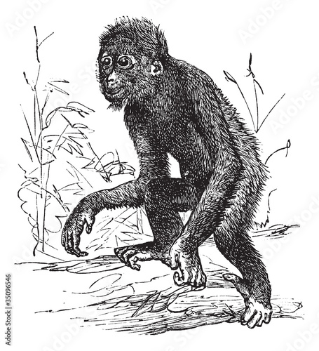 Orangutan or Pithecus satyrus, vintage engraving