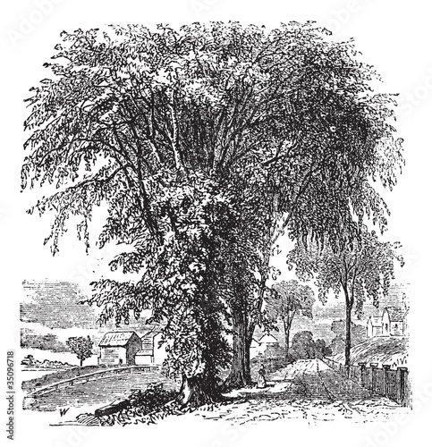American elm or Ulmus Americana, vintage engraving