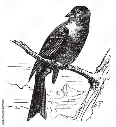Ortolan bird, Emberiza hortulana or Ortolan Bunting, vintage eng
