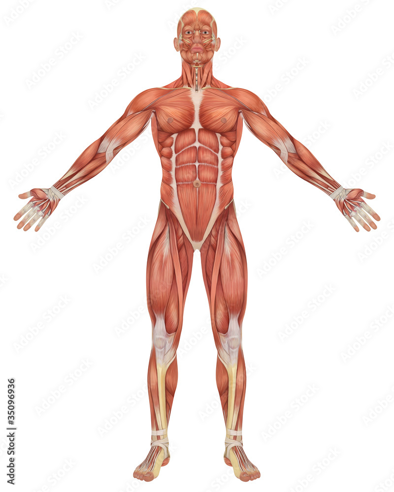 Male Muscular Anatomy Front View