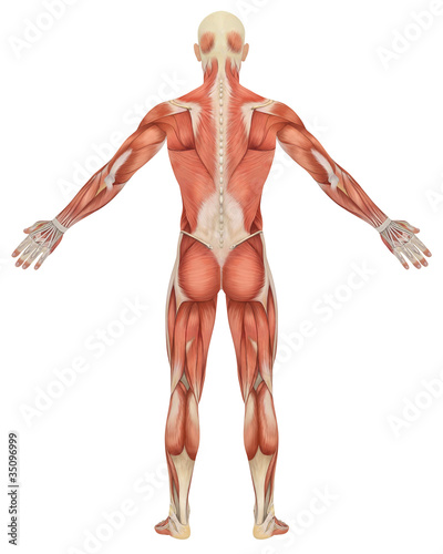 Male Muscular Anatomy Rear View