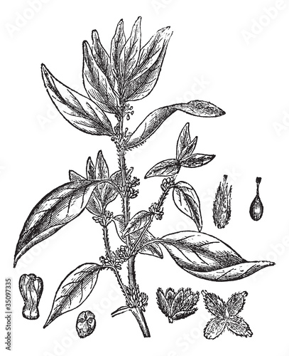 Lichwort or Pellitory-of-the-wall or Parietaria officinalis, vin
