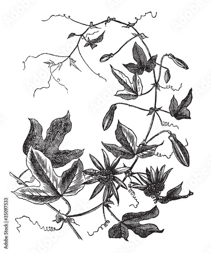 Passion Flower or Passiflora caerulea, vintage engraving