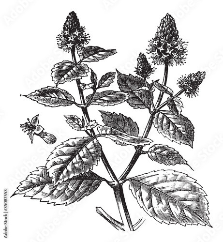 Patchouli or Pogostemon cablin, vintage engraving