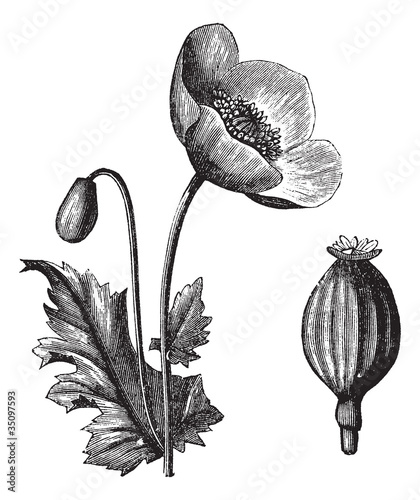 Opium Poppy or Papaver somniferum, vintage engraving #35097593