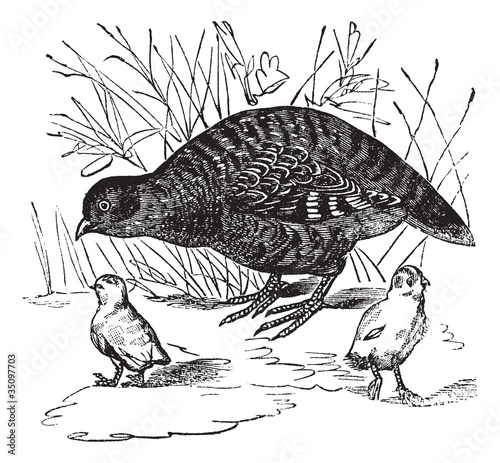 Grey Partridge or Perdix perdix, vintage engraving