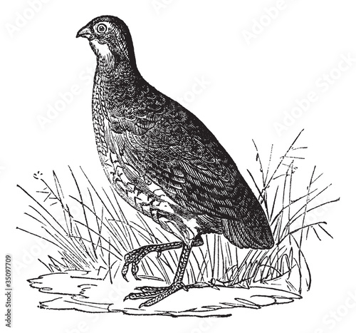 Bobwhite Quail or Northern Bobwhite or Virginia Quail or Colinus