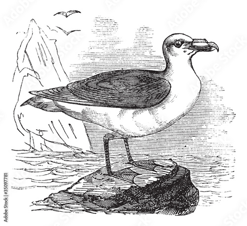 Grey Petrel or Brown Petrel or Pediunker or Grey Shearwater or P photo