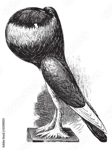 English Pouter, vintage engraving.