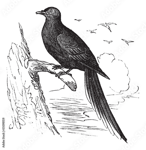 Passenger Pigeon or Wild Pigeon (Ectopistes migratorius), vintag