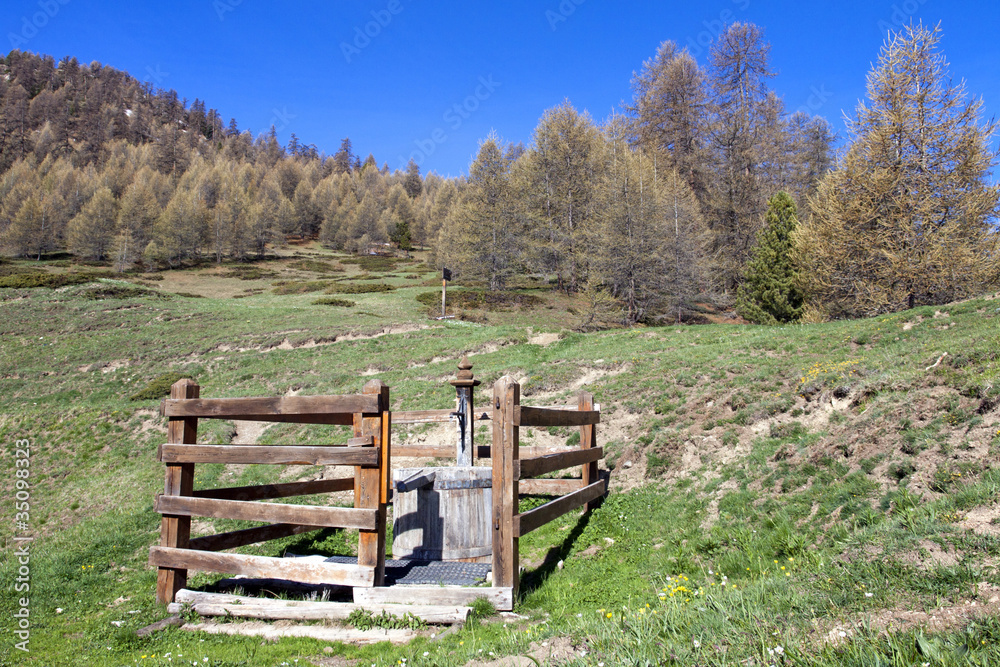 Site of St Simon's wood, park of Queyras,  France