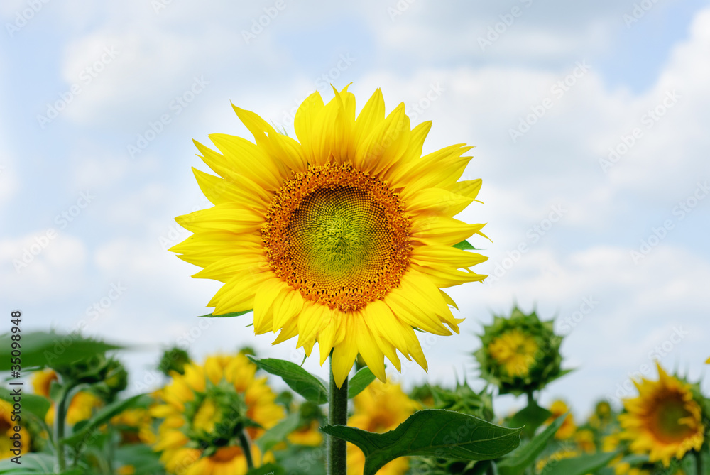 sunflowers