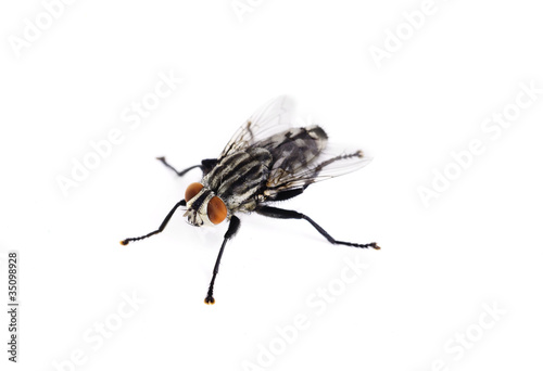 fly on a white background