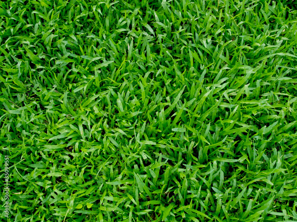 Close-up image of fresh spring green grass Close-up image of fresh spring green grass
