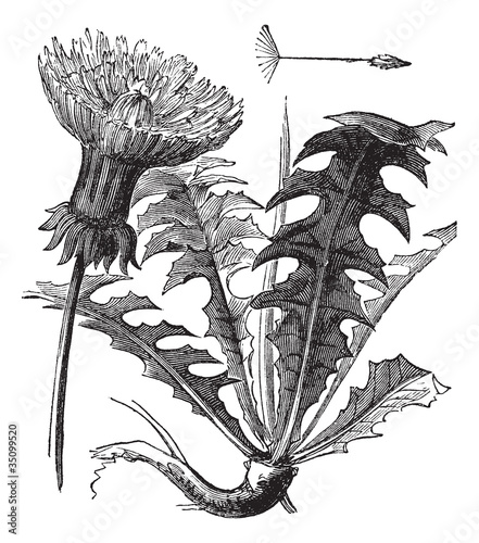 Taraxacum or Dandelion, vintage engraving.