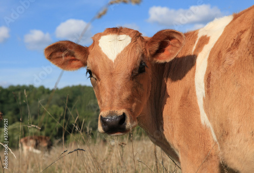Calf on a pasture