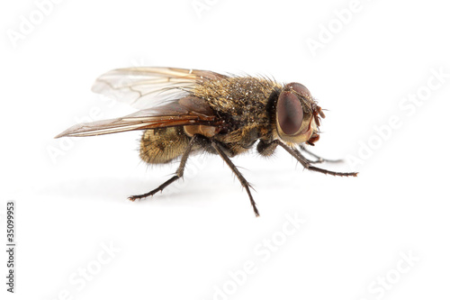 A hairy house fly on white © EcoView