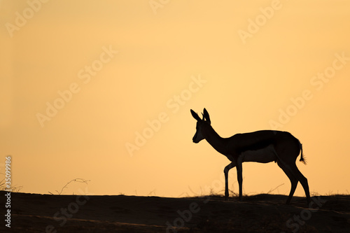 Springbok silhouette  Kalahari desert  South Africa