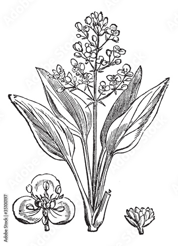 Water Plantain or Alisma sp., vintage engraving