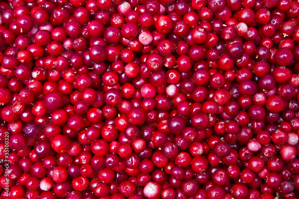 fresh lingonberries fresh lingonberries