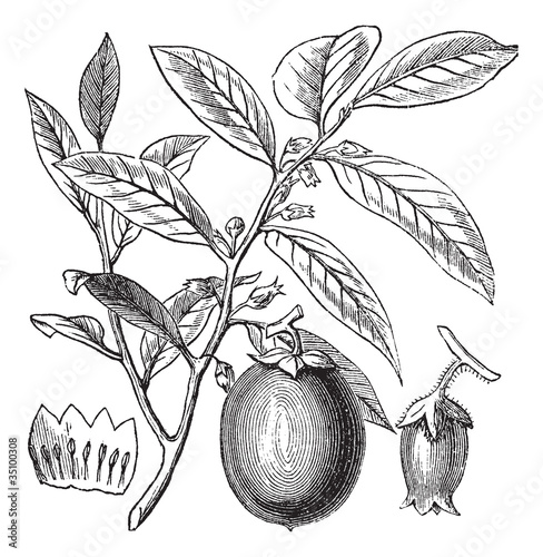 American Persimmon or Diospyros virginiana, vintage engraving