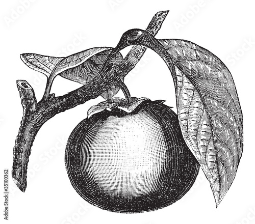 Japanese Persimmon or Diospyros kaki, vintage engraving