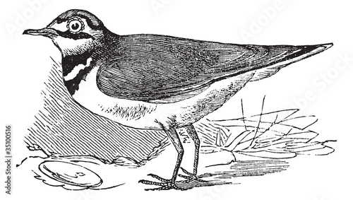 Ringed Plover or Charadrius hiaticula, vintage engraving