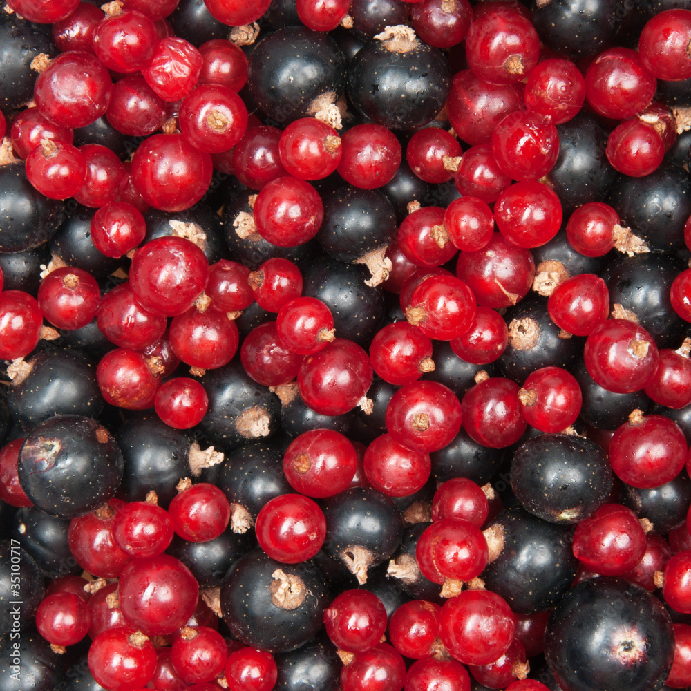 redcurrant and blackcurrant redcurrant and blackcurrant