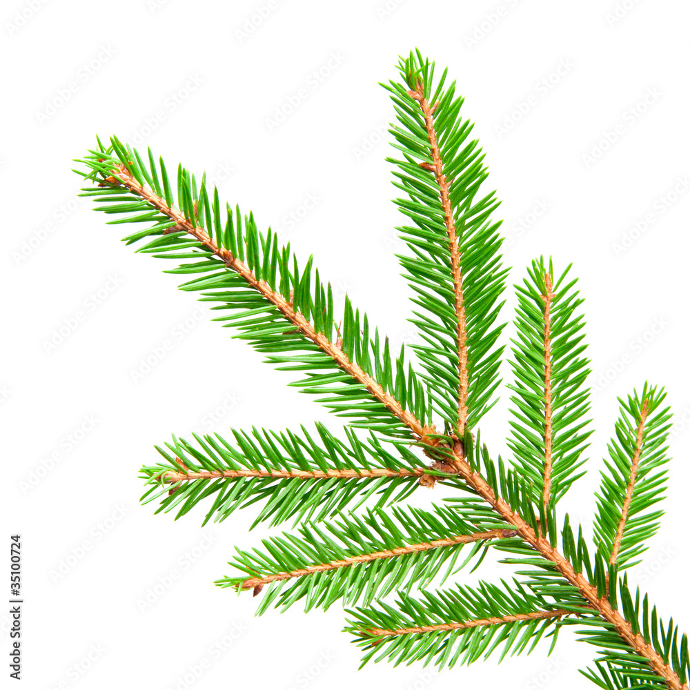 fir