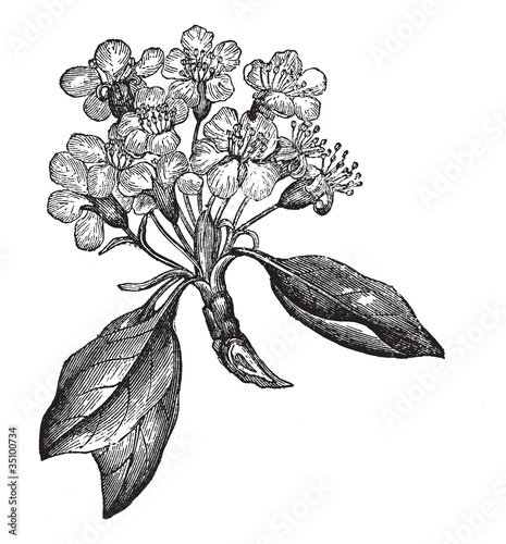 Pear or Pyrus sp., vintage engraving