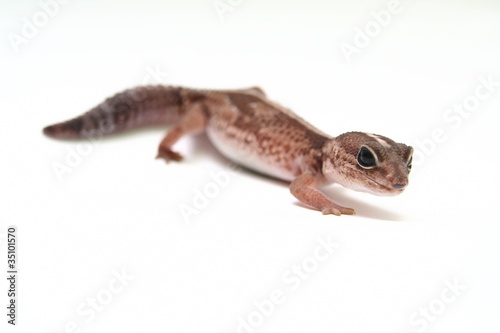 The Leopard gecko in front of a white background