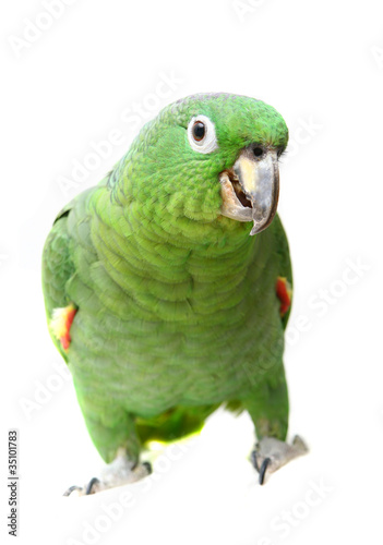 Mealy Amazon parrot (Amazona farinosa)