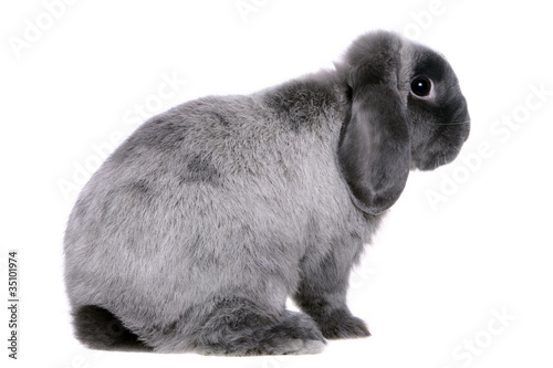 Grey lop-eared rabbit breeds Ram