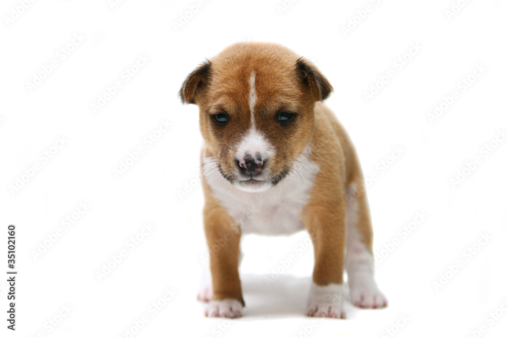 Little Basenji puppy, 3 weeks, on the white background