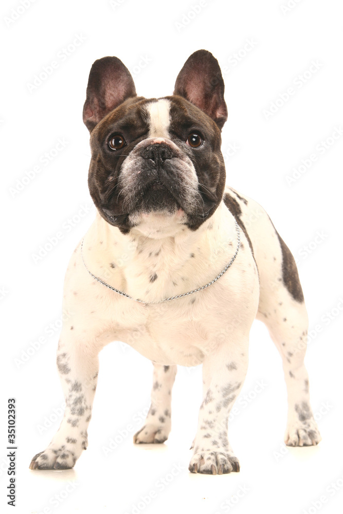 French Bulldog (3 years old) in front of a white background