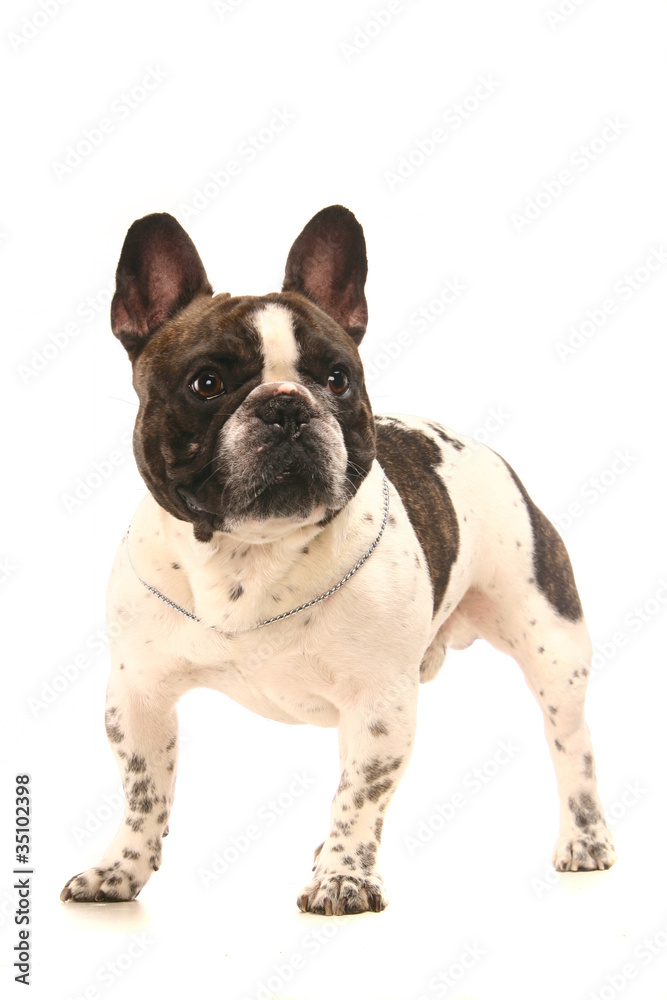 French Bulldog (3 years old) in front of a white background
