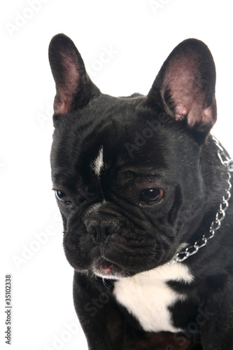 The smiling french bulldog poising on studio. Isolated on white. © Farinoza