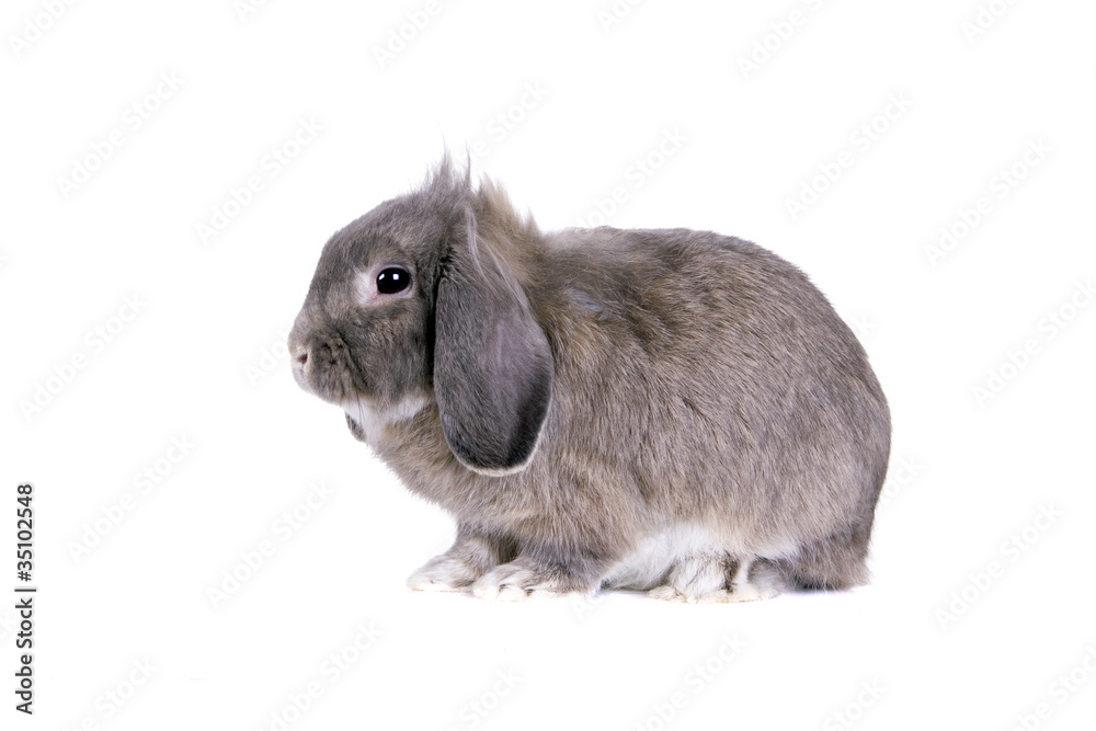 Naklejka premium Grey lop-eared rabbit breeds Ram