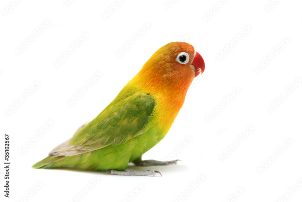 Lovebird Agapornis fischeri (Clarified a morph)