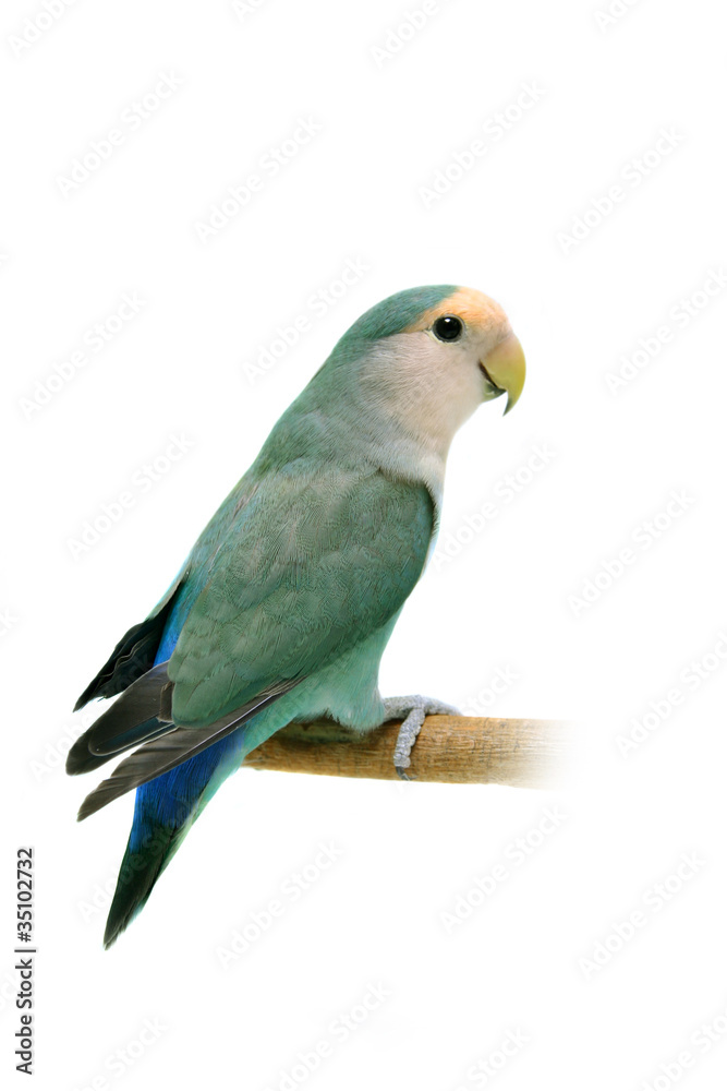 Peach-faced Lovebird (Agapornis roseicollis blue morph)