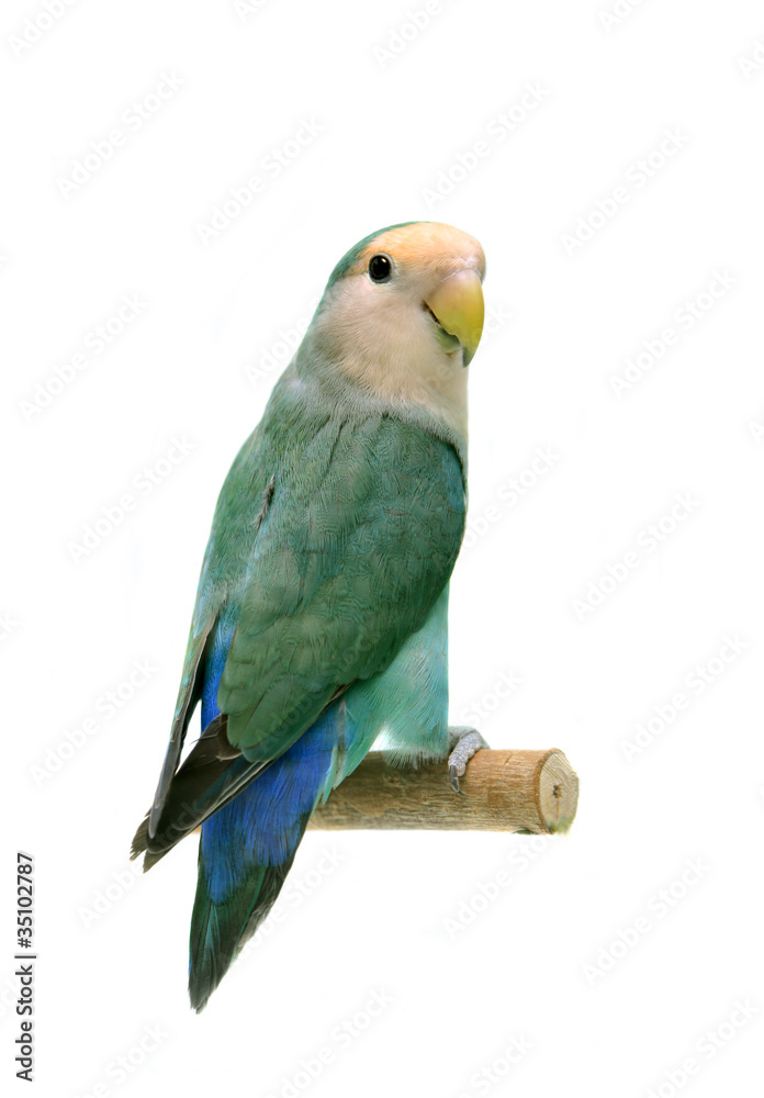 Fotografia do Stock: Peach-faced Lovebird (Agapornis roseicollis blue  morph) | Adobe Stock