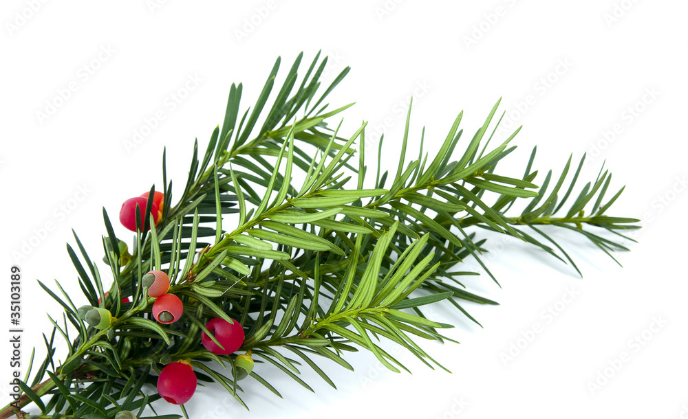 Yew