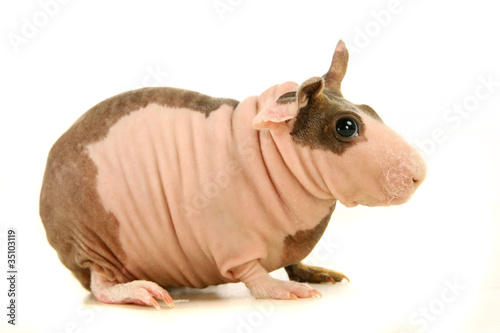 фотографія Hairless Guinea Pig isolated on white