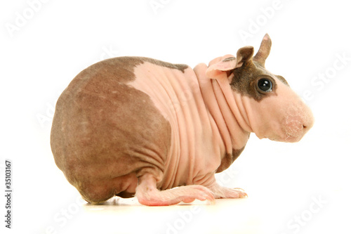 Hairless Guinea Pig isolated on white